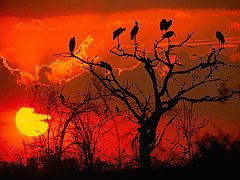 Botswana Sunset, Africa